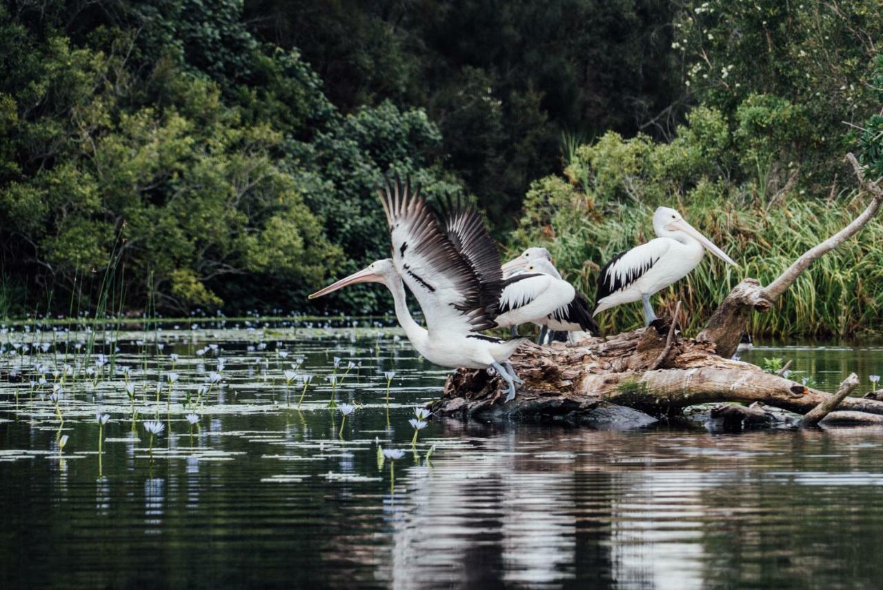 Отель Habitat Noosa Cootharaba Экстерьер фото